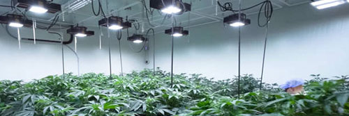 commercial grow room
